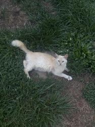 Found/Stray Female Cat last seen Potomac St , Winston-Salem, NC 27127