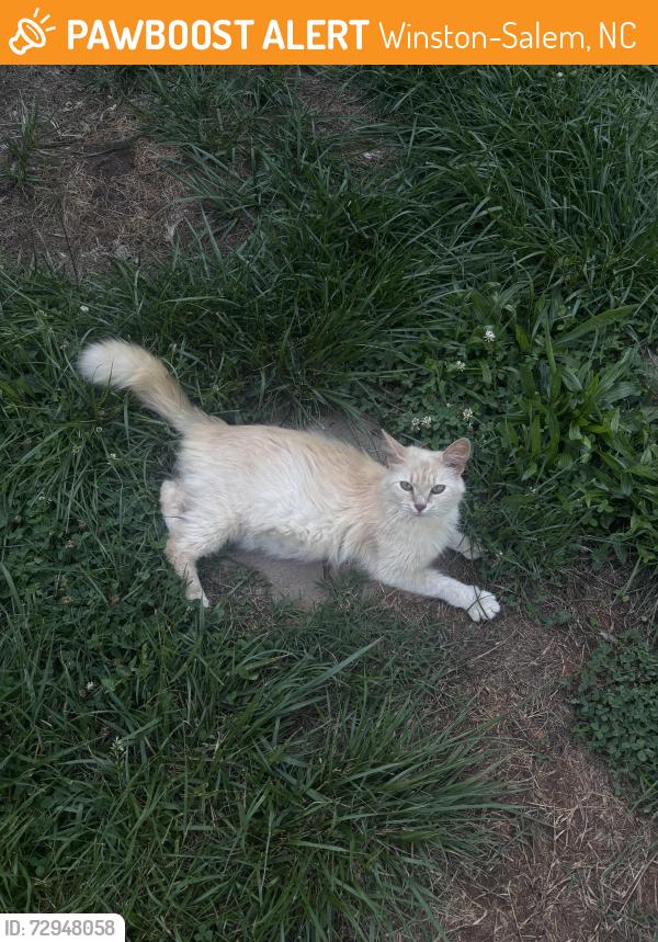 Found/Stray Female Cat last seen Potomac St , Winston-Salem, NC 27127