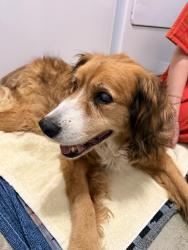 Found/Stray Unknown Dog last seen Mankins Crossing, Georgetown, TX 78626