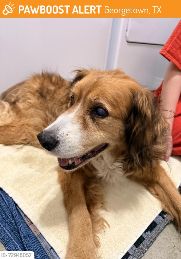 Found/Stray Unknown Dog last seen Mankins Crossing, Georgetown, TX 78626