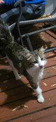 Found/Stray Female Cat last seen on our porch!, Oakdale, MN 55128