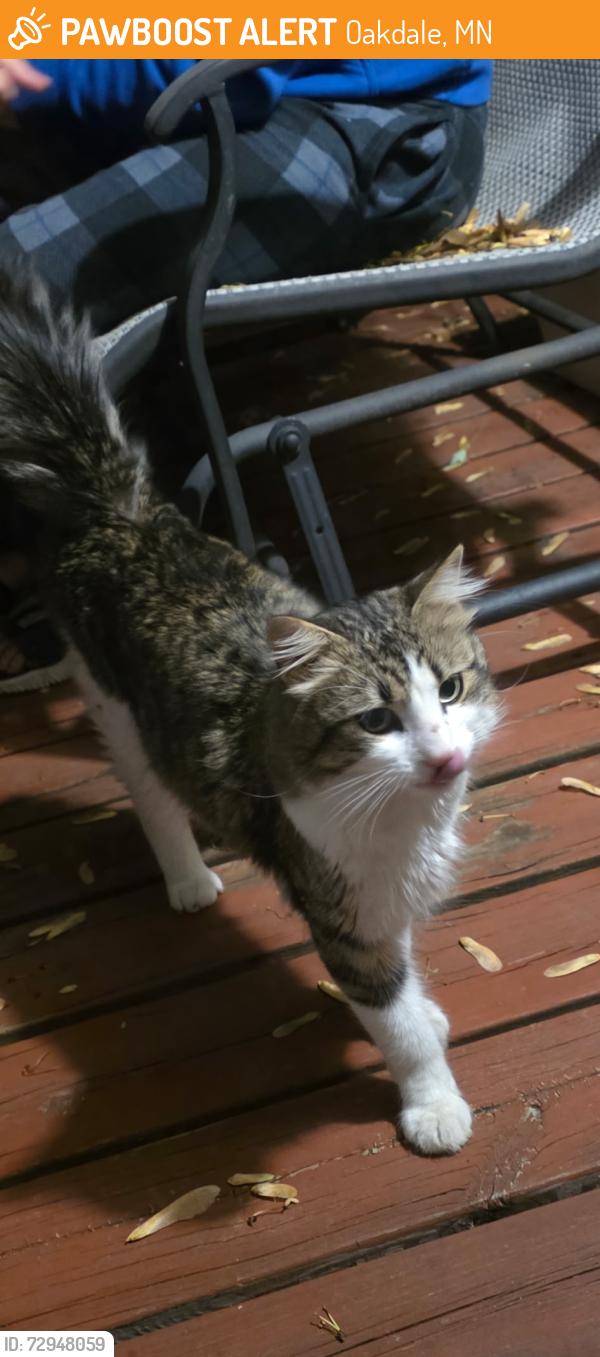 Found/Stray Female Cat last seen on our porch!, Oakdale, MN 55128