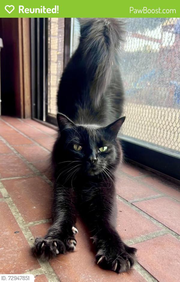 Reunited Male Cat last seen Comanche and Pennsylvania , Albuquerque, NM 87110