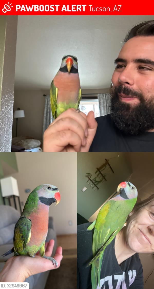 Lost Male Bird last seen W Southbrooke Cir , Tucson, AZ 85705