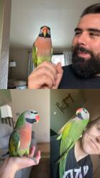 Lost Male Bird last seen W Southbrooke Cir , Tucson, AZ 85705