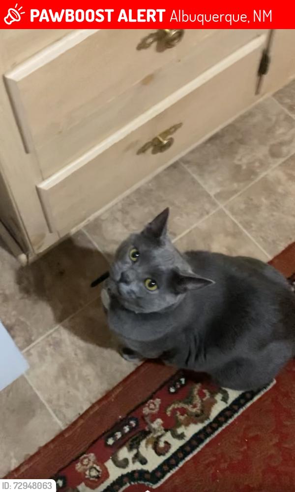 Lost Male Cat last seen 47th street , Albuquerque, NM 87105