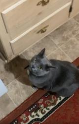 Lost Male Cat last seen 47th street , Albuquerque, NM 87105