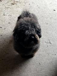Reunited Male Dog last seen 121st and Olive Broken Arrow, Ok, Broken Arrow, OK 74011