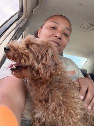 Reunited Male Dog last seen Melwood Pl and Manderly Pl, Converse, TX 78109