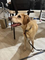 Reunited Unknown Dog last seen Van Ness Ave, North Las Vegas, NV 89081, USA, North Las Vegas, NV 89081