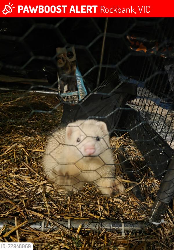 Lost Male Ferret last seen Near historical drive , Rockbank, VIC 3335