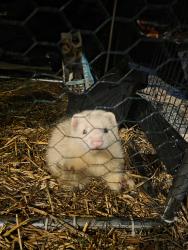 Lost Male Ferret last seen Near historical drive , Rockbank, VIC 3335