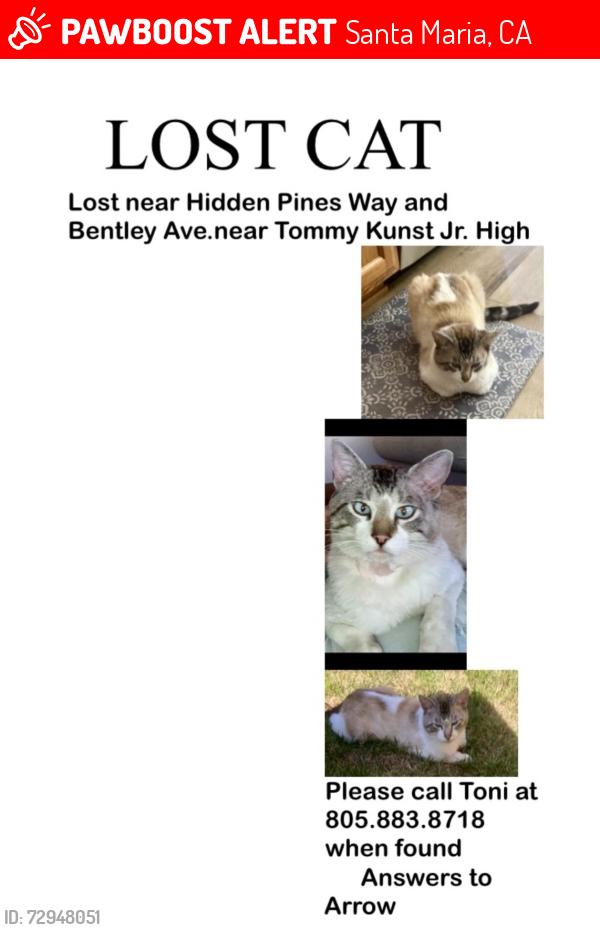 Lost Male Cat last seen Hidden Pines Way and Bentley Ave, Santa Maria, CA 93458