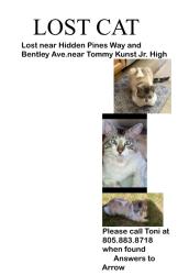 Lost Male Cat last seen Hidden Pines Way and Bentley Ave, Santa Maria, CA 93458