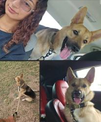 Reunited Male Dog last seen Near x rancho viejo , Los Fresnos, TX 78566