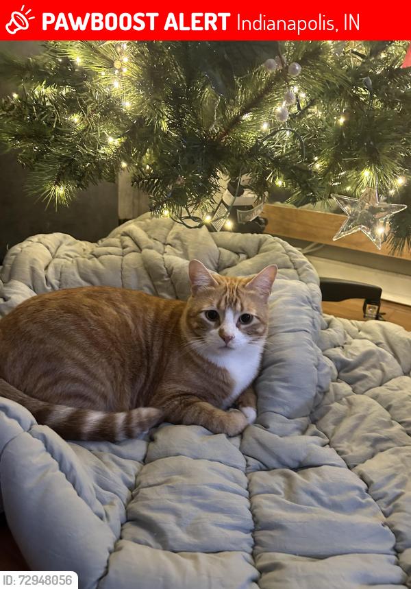 Lost Male Cat last seen 56th street / German church road, Indianapolis, IN 46235