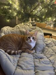 Lost Male Cat last seen 56th street / German church road, Indianapolis, IN 46235