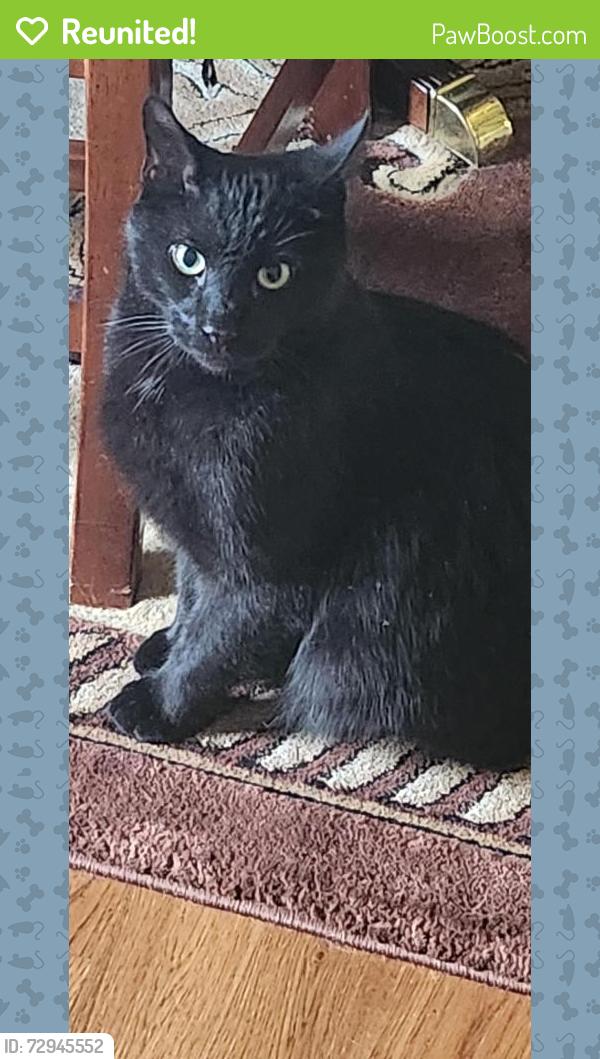Reunited Male Cat last seen Camden Woods Subdivision, Fayetteville, NC 28306