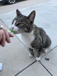 Found/Stray Unknown Cat last seen Fairview /Belfast , Costa Mesa, CA 92626