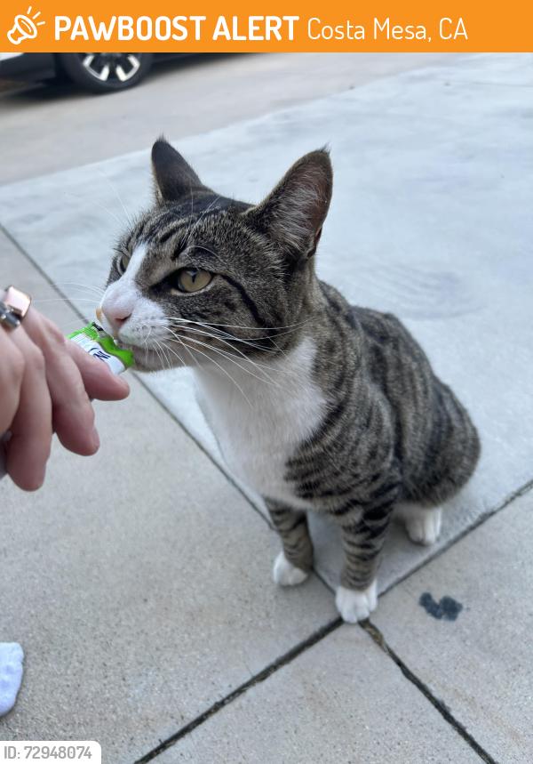 Found/Stray Unknown Cat last seen Fairview /Belfast , Costa Mesa, CA 92626