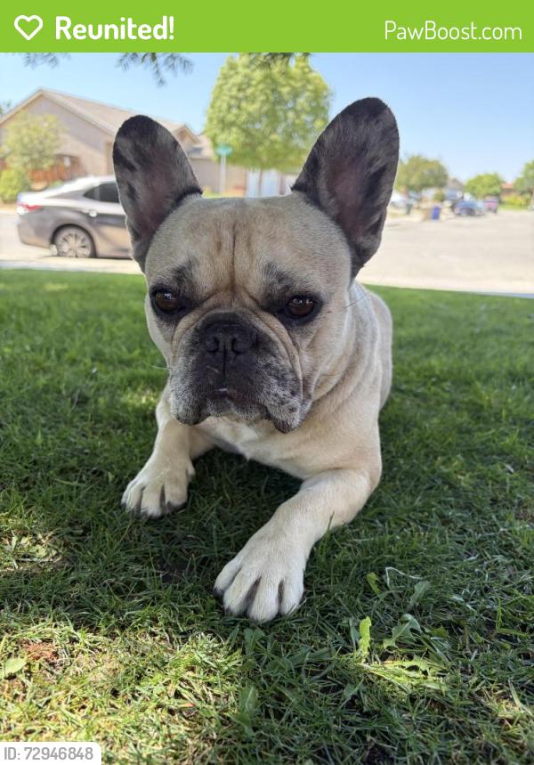 Reunited Female Dog last seen Morning Dr. and Niles St. , Bakersfield, CA 93306