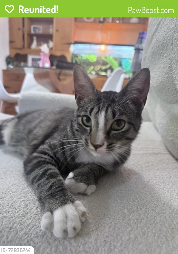 Reunited Male Cat last seen Line street, Danville, PA 17821