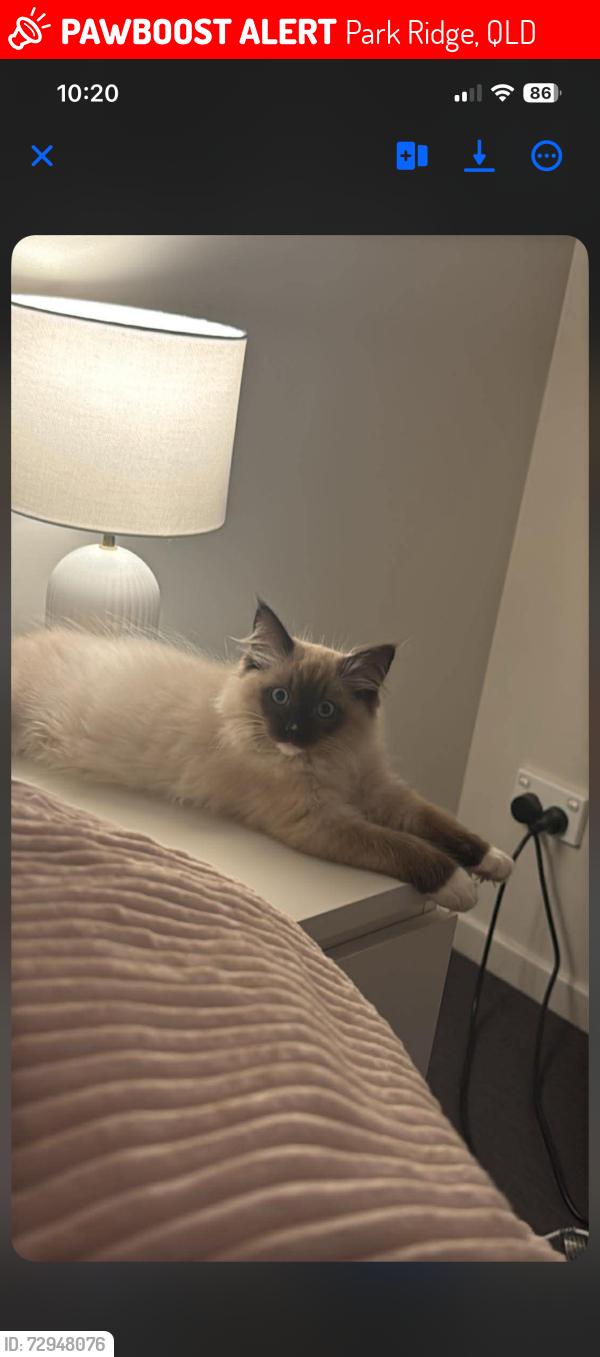 Lost Male Cat last seen Brooklyn close Park ridge , Park Ridge, QLD 4125