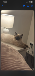 Lost Male Cat last seen Brooklyn close Park ridge , Park Ridge, QLD 4125