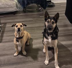Reunited Male Dog last seen Elm valley, San Antonio, TX 78242