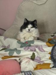 Lost Female Cat last seen Richmond , Walker, MI 49534