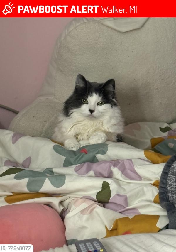 Lost Female Cat last seen Richmond, Walker, MI 49534