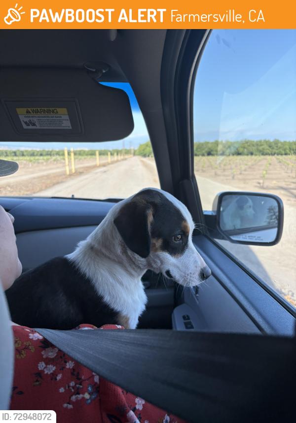 Found/Stray Male Dog last seen In the country, Farmersville, CA 93223
