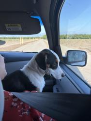 Found/Stray Male Dog last seen In the country, Farmersville, CA 93223
