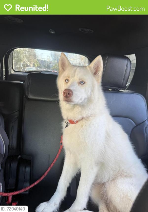 Reunited Female Dog last seen 31st St, San Diego, CA 92104, San Diego, CA 92104