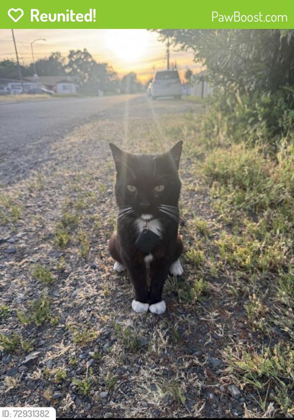 Reunited Male Cat last seen 7th St, Rio Linda, CA 95673, USA, Rio Linda, CA 95673