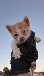 Shelter Stray Male Cat last seen Near Doniphan Drive              79932, CITY of El Paso, TX, Fort Bliss, TX 79906