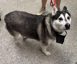 Shelter Stray Male Dog last seen Near E Armour Blvd, 64109, MO, Kansas City, MO 64132
