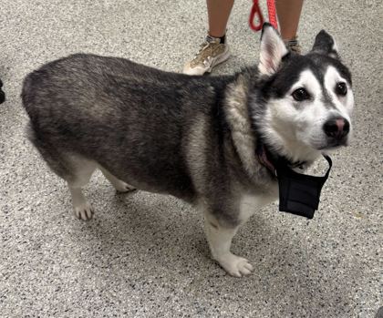 Shelter Stray Male Dog last seen Near E Armour Blvd, 64109, MO, Kansas City, MO 64132