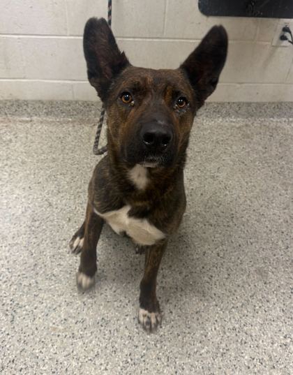 Shelter Stray Male Dog last seen Near Wilson Ave, 64123, MO, Kansas City, MO 64132