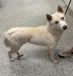 Shelter Stray Male Dog last seen Near Oldham Rd, 64138, MO, Kansas City, MO 64132