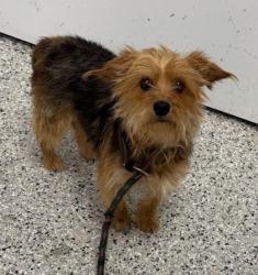 Shelter Stray Female Dog last seen Near Bellefontaine Ave, 64132, MO, Kansas City, MO 64132