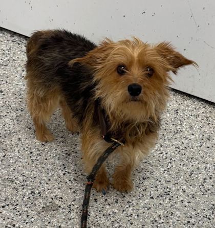 Shelter Stray Female Dog last seen Near Bellefontaine Ave, 64132, MO, Kansas City, MO 64132