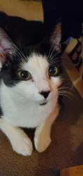 Lost Male Cat last seen Near Georgetowne Place , Boston, MA 02136