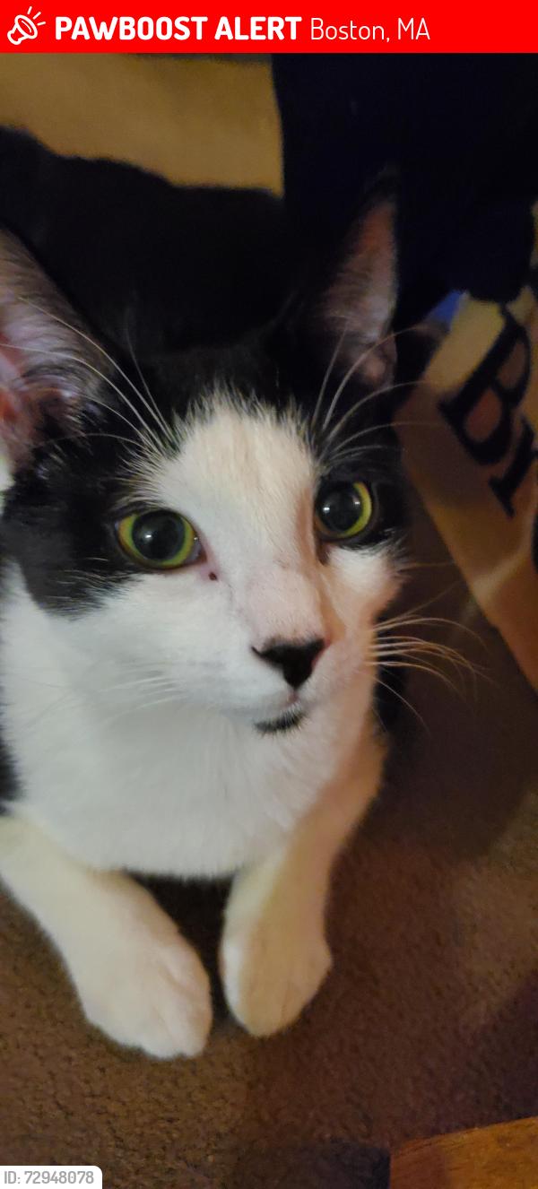 Lost Male Cat last seen Near Georgetowne Place, Boston, MA 02136