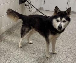 Shelter Stray Male Dog last seen Holmes & 88th Street, 64110, MO, Kansas City, MO 64132