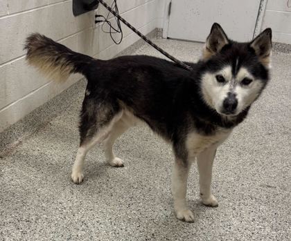Shelter Stray Male Dog last seen Holmes & 88th Street, 64110, MO, Kansas City, MO 64132