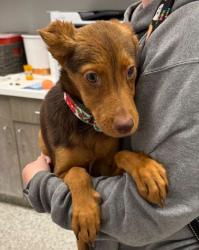Shelter Stray Female Dog last seen E 53rd St & Brooklyn Ave, 64130, 64130, MO, Kansas City, MO 64132