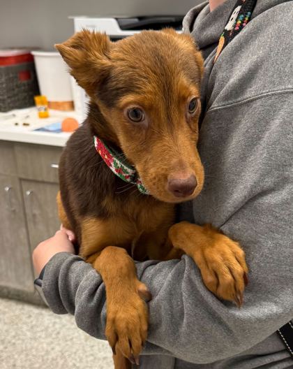 Shelter Stray Female Dog last seen E 53rd St & Brooklyn Ave, 64130, 64130, MO, Kansas City, MO 64132