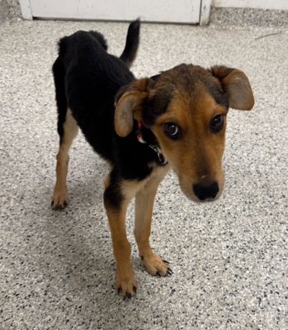 Shelter Stray Male Dog last seen E 53rd St & Brooklyn Ave, 64130, 64130, MO, Kansas City, MO 64132