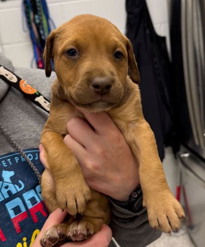 Shelter Stray Female Dog last seen 13th and Belfountain, 64102, MO, Kansas City, MO 64132